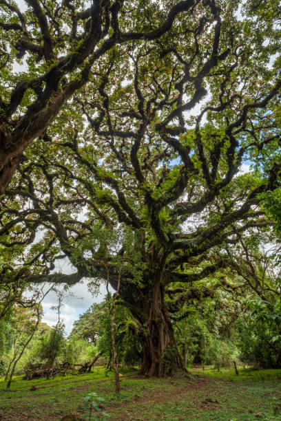 istock Harenna Forest biotope in Bale Mountains, Ethiopia 1313634832