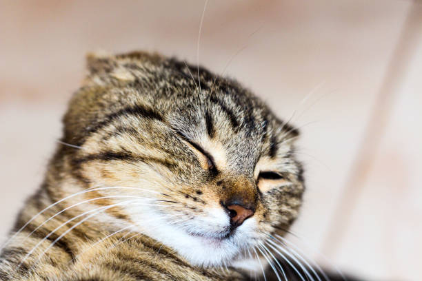 istock cat close up portrait with her eyes closed 1313634905