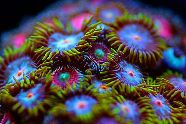 istock Multicolored Zoanthus polyps colony in close up focus 1313635563