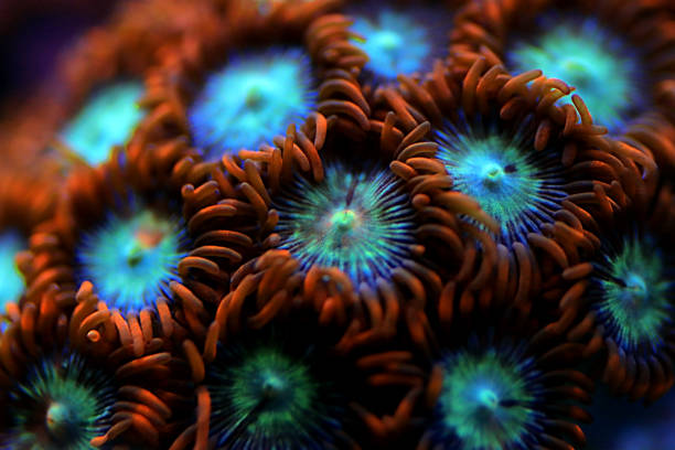 istock Multicolored Zoanthus polyps colony in close up focus 1313635569