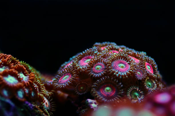 istock Multicolored Zoanthus polyps colony in close up focus 1313635570
