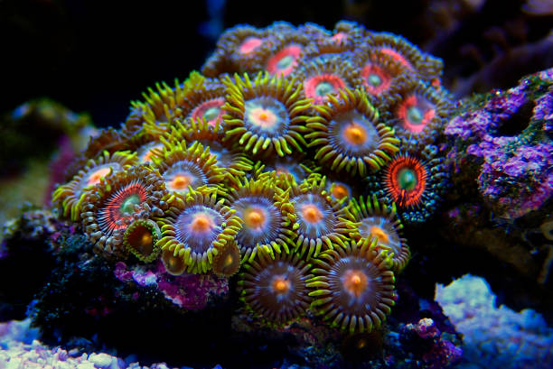 istock Multicolored Zoanthus polyps colony in close up focus 1313635572