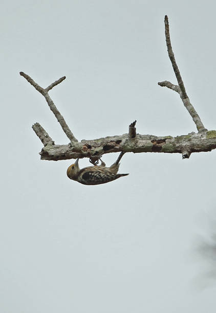 istock Yellow-crowned Woodpecker 1313635751