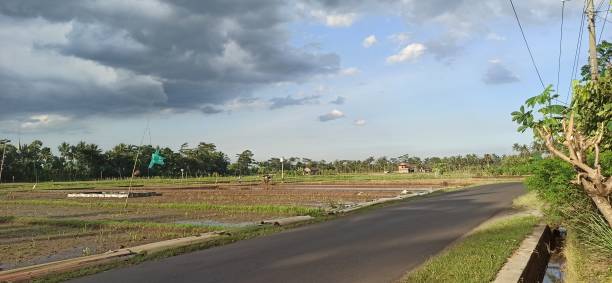 istock Landscape views of paddy rice fields 1313635940