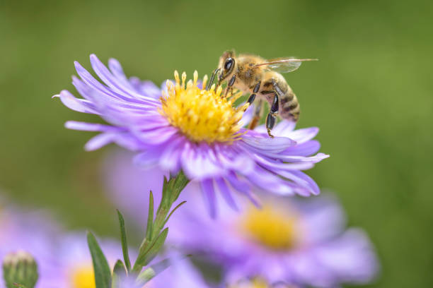istock Bee - Apis mellifera - pollinates Michaelmas daisy - Aster novi-belgii 1313636788