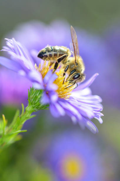 istock Bee - Apis mellifera - pollinates Michaelmas daisy - Aster novi-belgii 1313636790