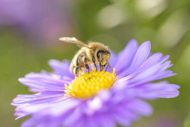 istock Bee - Apis mellifera - pollinates Michaelmas daisy - Aster novi-belgii 1313636801