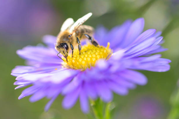 istock Bee - Apis mellifera - pollinates Michaelmas daisy - Aster novi-belgii 1313637008