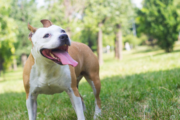 istock Happy Dog Portrait 1313638114
