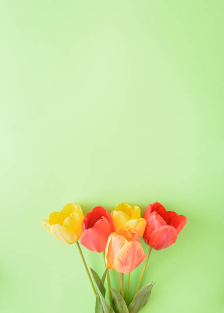 в букете расположен желтый, красный и красочный цветок тюльпана на зеленом фоне. природа на месте жизни плоский лежал концепции. - mother green sparse contemporary стоковые фото и изображения