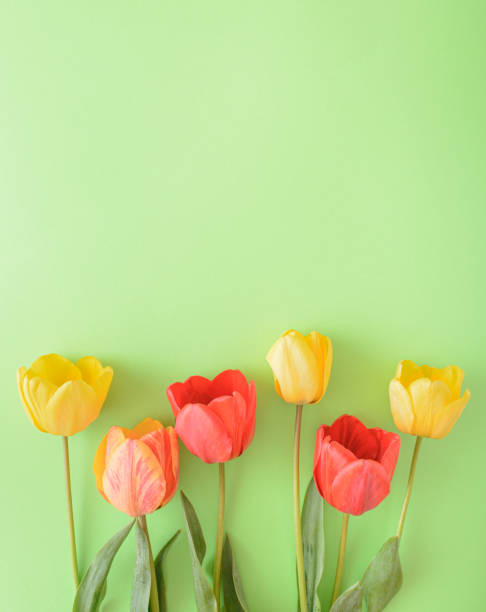 желтый, красный и красочный цветок тюльпана на зеленом фоне расположены .at в нижней части фотографии. природа на месте жизни плоский лежал к - mother green sparse contemporary стоковые фото и изображения
