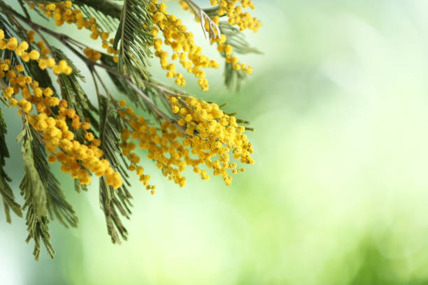 istock Beautiful bright mimosa flowers on blurred background, closeup. Space for text 1313638416