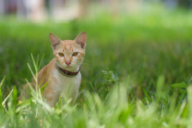 istock A cat looking for something on the garden 1313639435