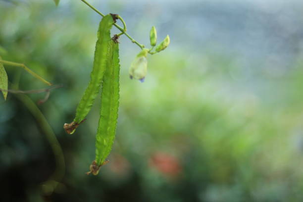 Baby Winged Bean with Flower. This Photo with Blurred Background Effect. This Photo is Suitable for Presentation or Magazine.