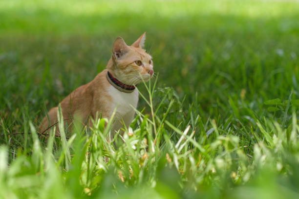 istock A cat looking for something on the garden 1313639467