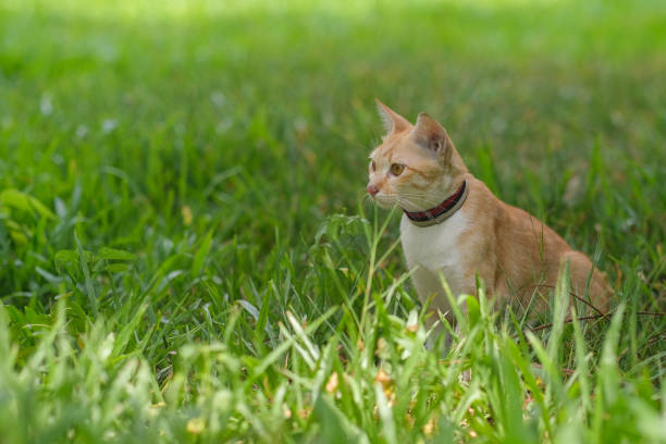 istock A cat looking for something on the garden 1313639513