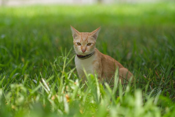 istock A cat looking for something on the garden 1313639603