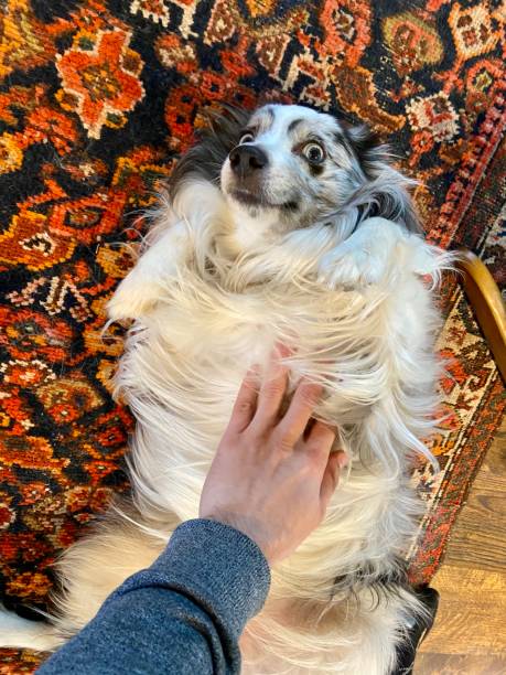 istock Happy sheepdog getting a belly rub 1313640621