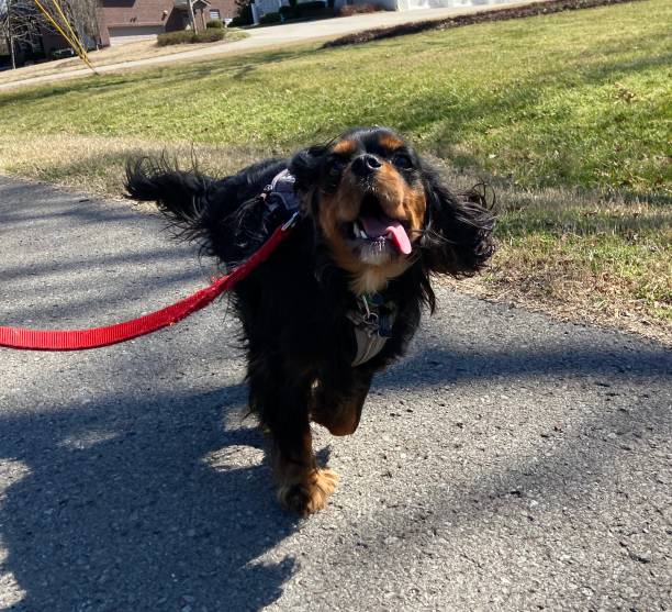 istock Happy Cavalier King Charles Spaniel on a walk 1313643099