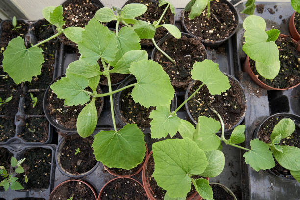 istock zucchini seedlings in pots 1313643167