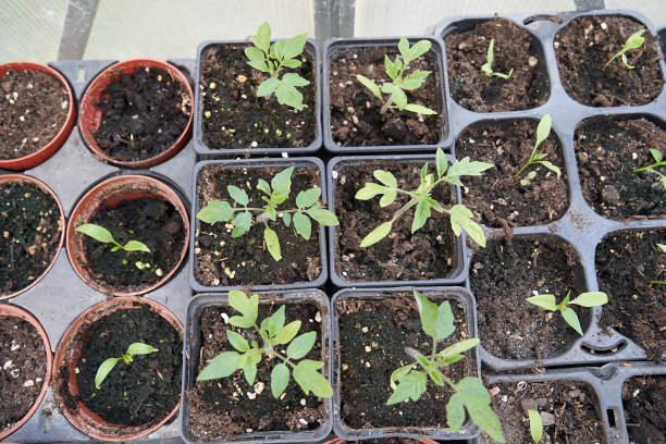 istock Tomato and Bell pepper seedlings in pots 1313643267