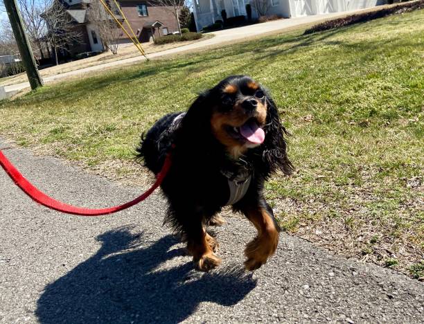 istock Happy Cavalier King Charles Spaniel on a walk 1313643967