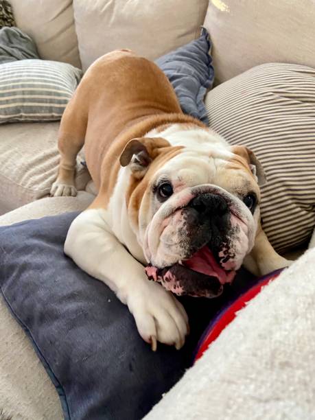 istock Happy English Bulldog 1313643974