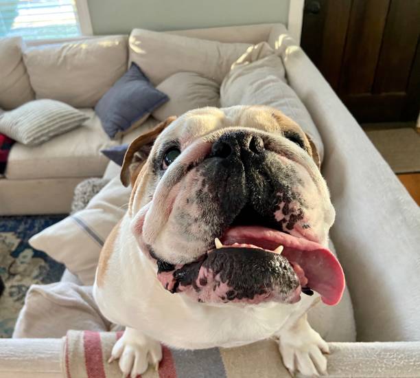 istock Happy English Bulldog 1313643982
