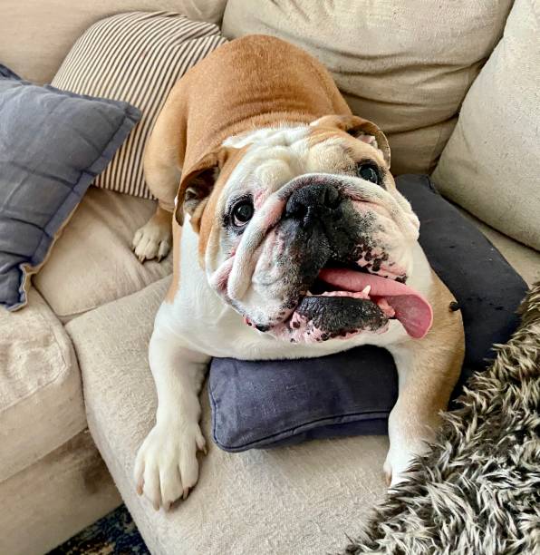 istock Happy English Bulldog 1313643987