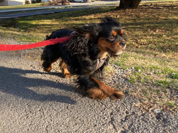 istock Happy Cavalier King Charles Spaniel on a walk 1313644098