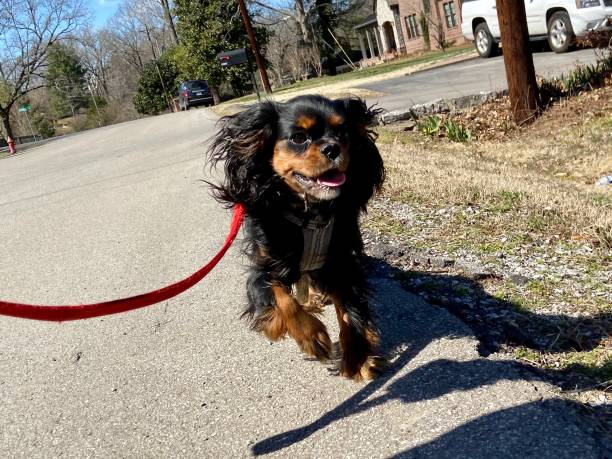 istock Happy Cavalier King Charles Spaniel on a walk 1313644117
