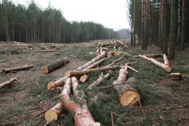 Photo of Environment, nature and deforestation - cutting down and felling of trees in a forest