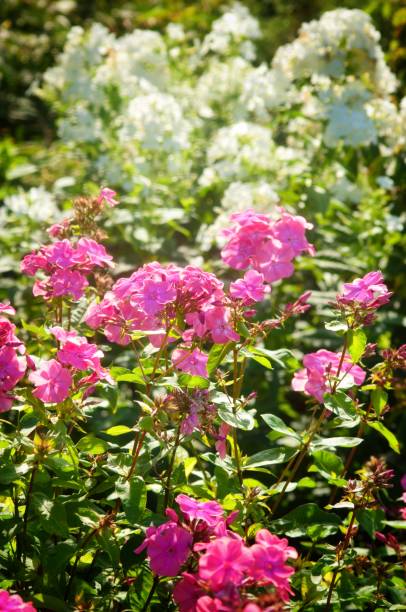 istock Summer Flowering Phlox 1313644198