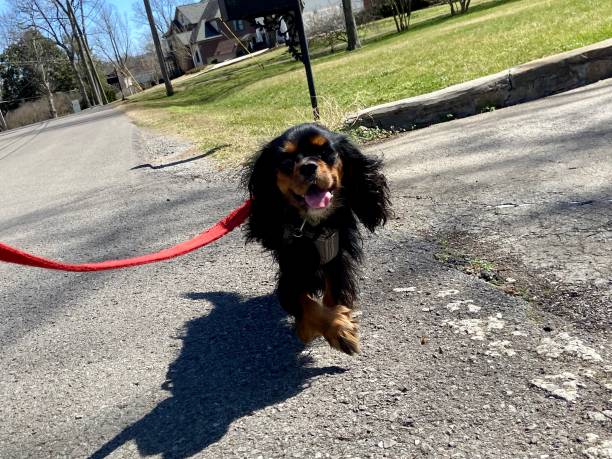 istock Happy Cavalier King Charles Spaniel on a walk 1313644255
