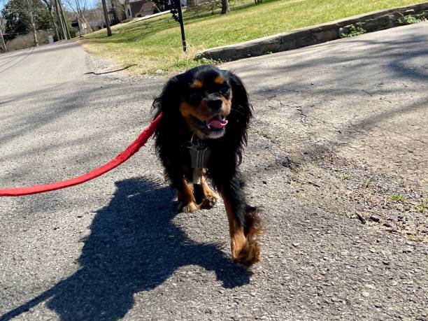 istock Happy Cavalier King Charles Spaniel on a walk 1313644346