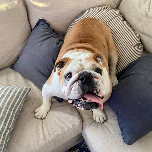 istock Happy English Bulldog 1313644351