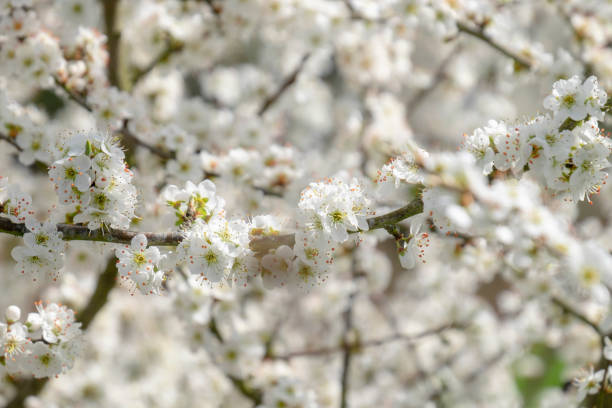 istock White Cherry Blossom Flowers Background 1313644708