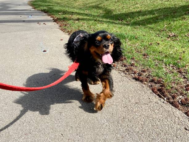 istock Happy Cavalier King Charles Spaniel on a walk 1313646059