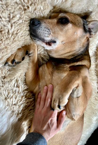 istock Happy dog getting a belly rub 1313646373