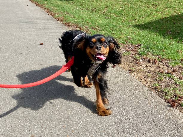 istock Happy Cavalier King Charles Spaniel on a walk 1313646446