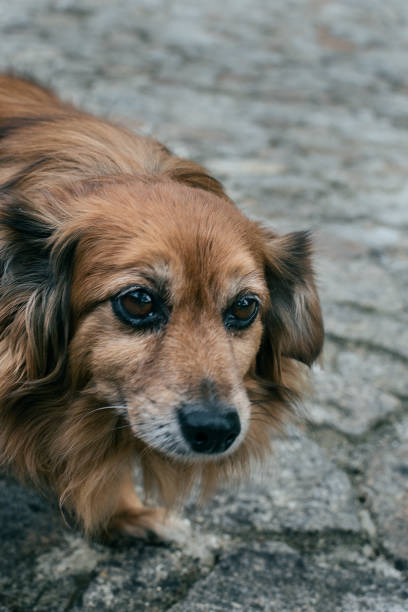 Older dog outside in the yard
