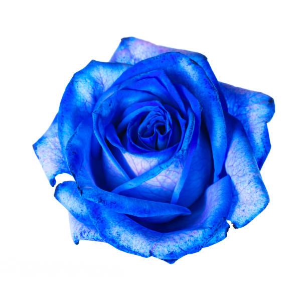 istock Beautiful blue rose bud isolated on white background 1313649414