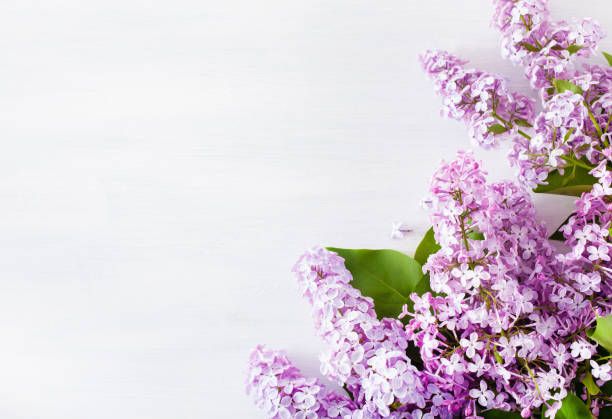 istock beautiful lilac flowers on white background 1313650217