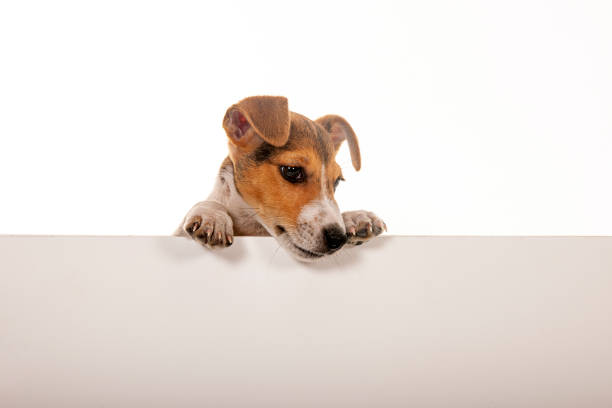 Jack Russel dog hanging over color banner Cute cat on placard paw licking domestic animals stock pictures, royalty-free photos & images