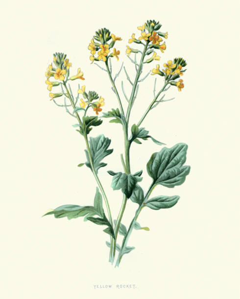 Vintage illustration of Barbarea vulgaris, also called bittercress, herb barbara, rocketcress, yellow rocketcress, winter rocket, yellow rocket, and wound rocket, is a biennial herb of the genus Barbarea, belonging to the family Brassicaceae.