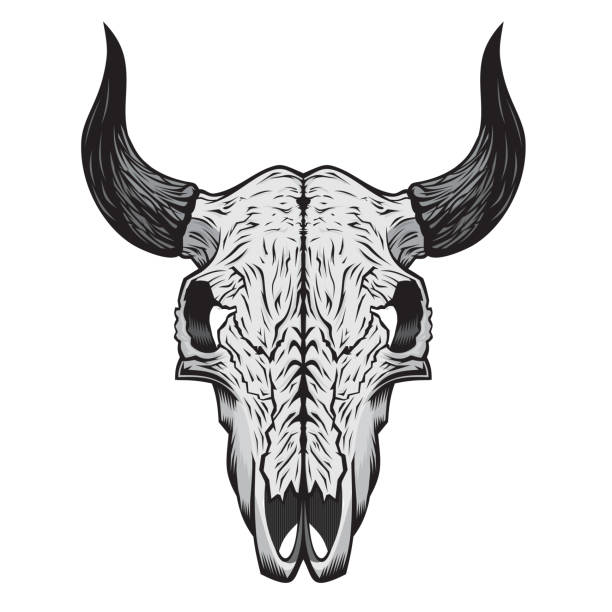 illustrazioni stock, clip art, cartoni animati e icone di tendenza di teschio di bufalo - animal skull cow bull old