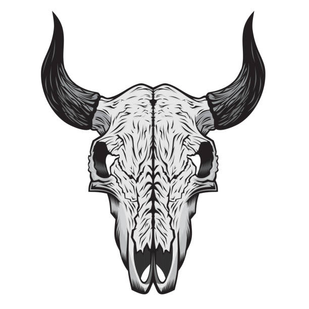 череп буйвола - animal skull cow animals in the wild west stock illustrations