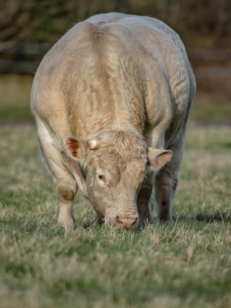istock White Bull Of The Borders. 1313651002