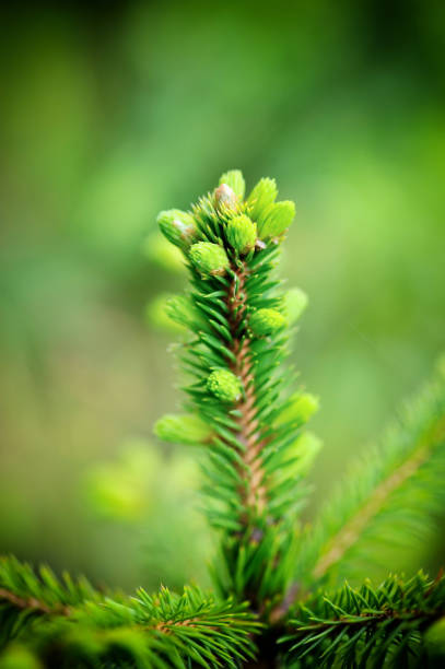 istock Spruce tree branch with young shoots and fresh green buds, needles. Spring scene soft focus photo 1313652247