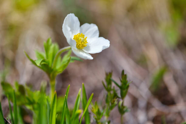 istock Anemone sylvestris (Snowdrop anemone) in the sunlight 1313652335